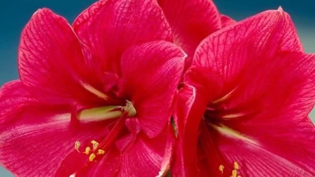 Виды и сорта Амариллисов! Невероятная красота! смотреть онлайн