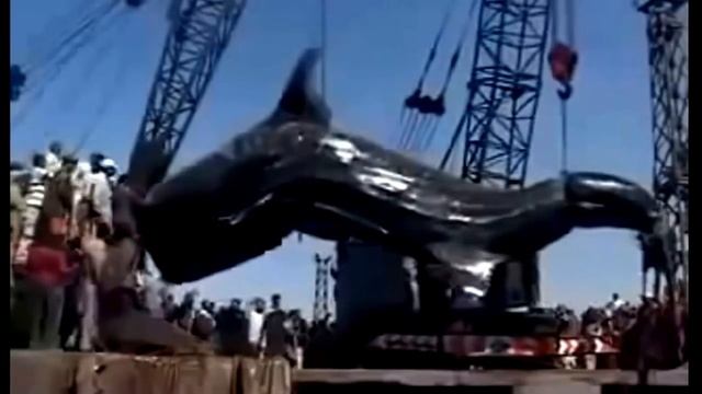 самая большая рыба в мире а точнее сом смотреть онлайн