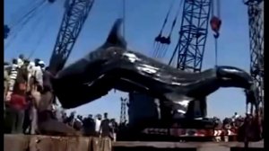 самая большая рыба в мире а точнее сом