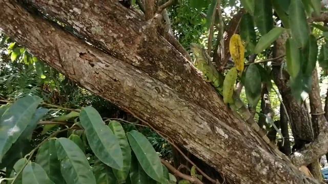 Iguana in nature (Mexico, Nayarit) смотреть онлайн