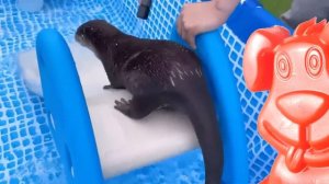 Что выдра забыла в унитазе? Японская подружка желейного Стасика.