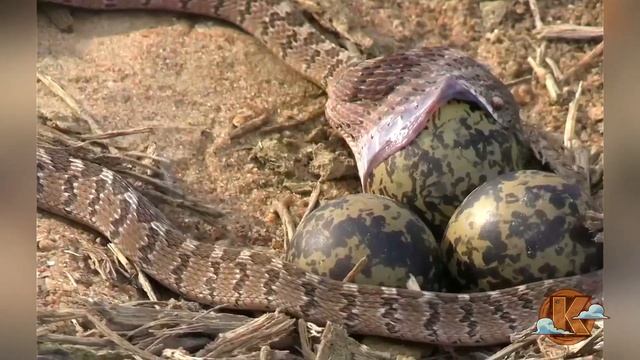 Львица стала Добычей Гиен. Вот Что Было Дальше... смотреть онлайн
