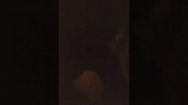 Какие у меня животные? 2017 год смотреть онлайн