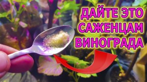 Шесть советов как вырастить сильные саженцы винограда из черенков. Выращивание виноградных саженцев.