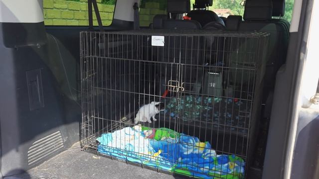 Мы отдали еще двух собак! И сразу приехали две новые собаки! смотреть онлайн