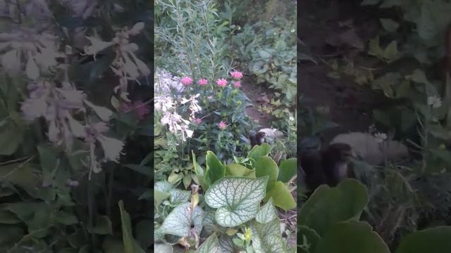 монарда низкорослая. 02.07.22 смотреть онлайн