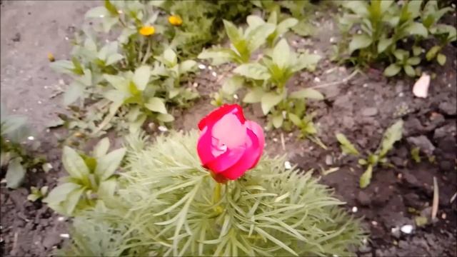 НАСТРОЕНИЕ МЕНЯЕТСЯ КАК ПОГОДА смотреть онлайн