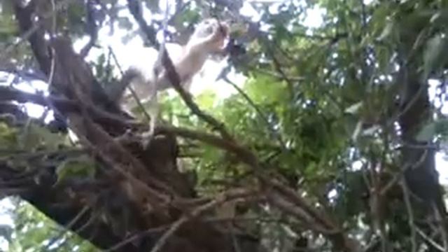 ПУШОК ЗАЛЕЗ НА ДЕРЕВО,ОПЯТЬ ЧУТЬ НЕ УПАЛ!