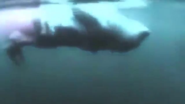 Битва белой акулы и морского котика смотреть онлайн