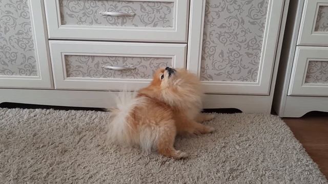 Померанский шпиц воет как волк смотреть онлайн