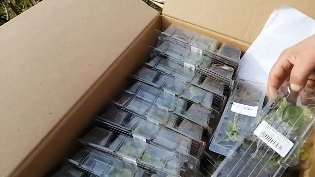 Посылка от интернет магазина Русский огород. смотреть онлайн
