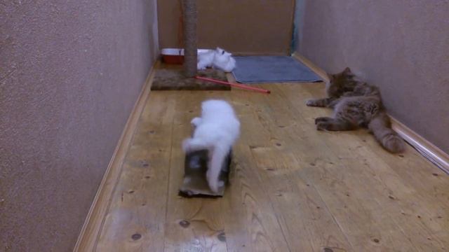 Ангорские котята - Новогодние подарочки! смотреть онлайн
