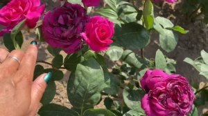 РОЗЫ АКАПЕЛЛА И БИГ ПЕРПЛ НА ЖАРЕ ВЫШЕ 35 ГРАДУСОВ ???