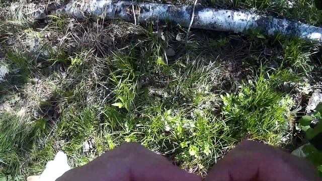 Сбор сморчков, колбы(черемша) и немного медведя смотреть онлайн