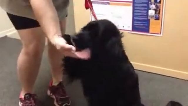 Walker a Beautiful Black Spaniel Mix смотреть онлайн