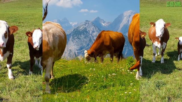 suara binatang sapi | suara binatang untuk anak kecil смотреть онлайн