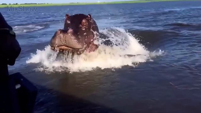 10 САМЫХ ОПАСНЫХ ЖИВОТНЫХ МИРА смотреть онлайн