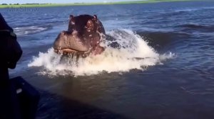 10 САМЫХ ОПАСНЫХ ЖИВОТНЫХ МИРА