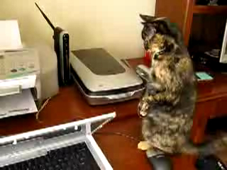 Кошка и принтер смотреть онлайн