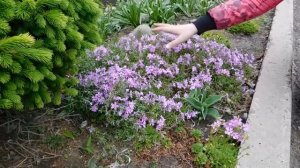 ?Флокс Шиловидный , выращивание и уход в открытом грунте ?