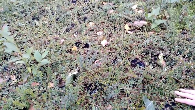 журавлина (клюква). новинка в нашому саду