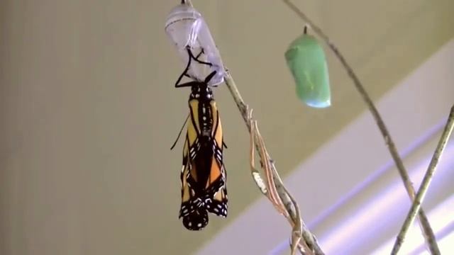 Превращение гусеницы в бабочку смотреть онлайн