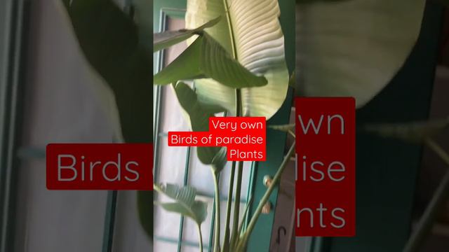 Look here Birds of Paradise almost to the ceiling #viral #short #flordilinagregoire смотреть онлайн