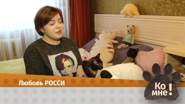 Ко мне! как подружить кота и собаку смотреть онлайн