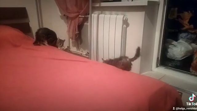 Котята, спасенные от смерти, играют в новом доме смотреть онлайн