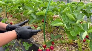 Сорт клубники Клери