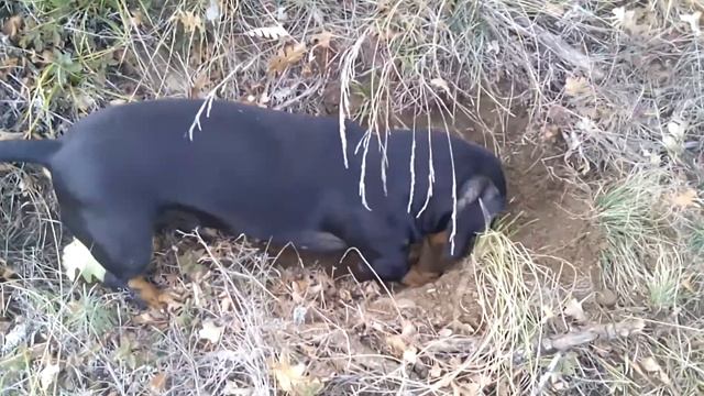 Такса Нам нужна нефть смотреть онлайн