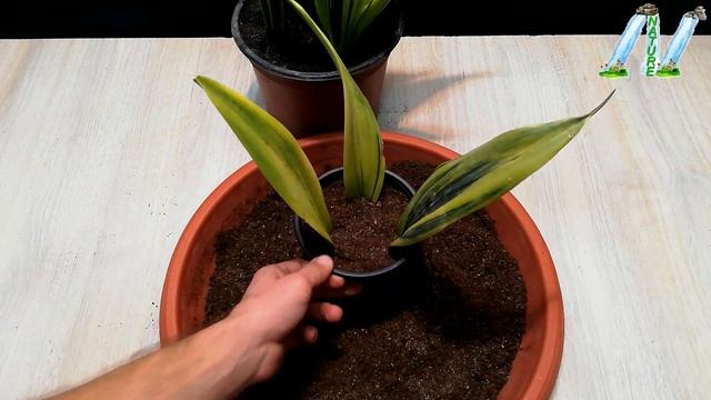 How To Grow Sansevieria Gold Flame From Leaves Very Easy