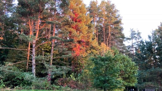 В Пушкинские места на выходные, часть 2. Псковская область. Тригорское, Савкина горка. смотреть онлайн