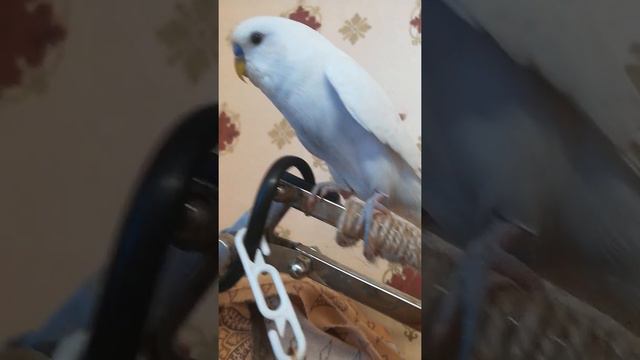 6 11 Гриша всё ещё трясет крыльями смотреть онлайн