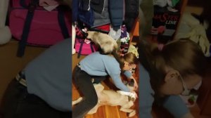 как сделать воротник для собаки