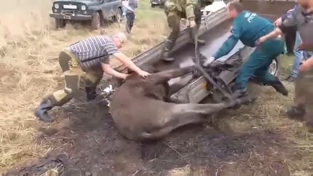 Тверская область.Люди спасает лосёнка из мазутной смотреть онлайн