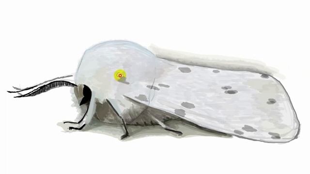 Рисуем мотылька | Венесуэльская пудельная моль смотреть онлайн