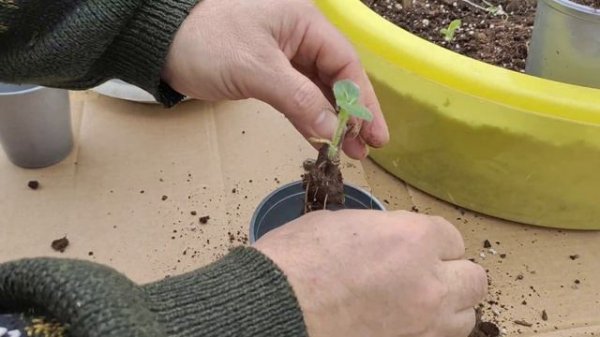 Якон. Хранение и Получение ростков.