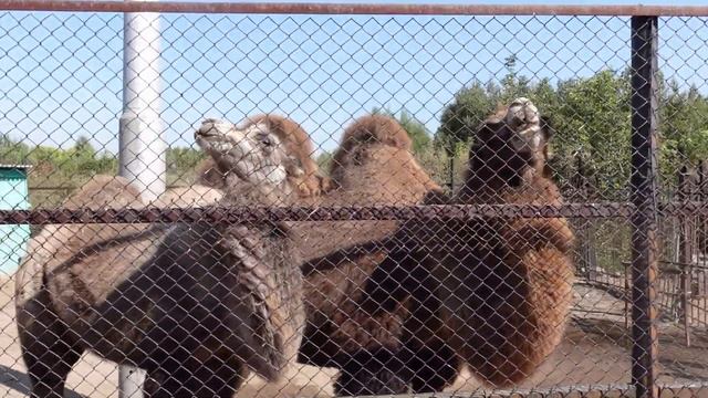 ВЛОГ: ЭКО ПАРК УСТЬ-КАМЕНОГОРСК / ПУТЕШЕВСТВУЕМ ПО КАЗАХСТАНУ смотреть онлайн