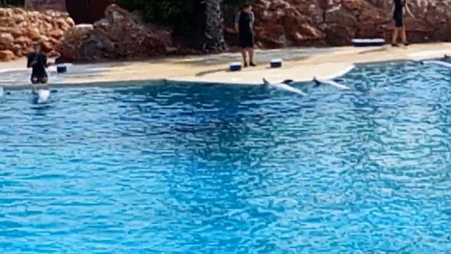 Национальный зоопарк.Представление с дельфинами.The Attika Zoologikal Park. смотреть онлайн