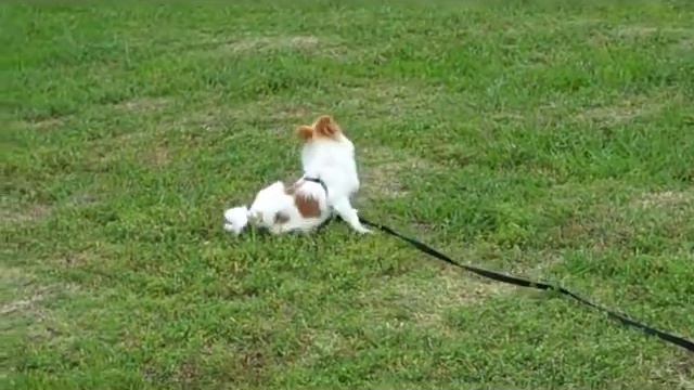 Chin Spin смотреть онлайн