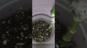 Каланхоэ Блоссфельда. Размножение черенками.?