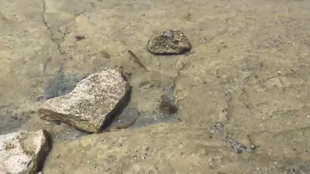 Кефаль сегодня клевала не у всех смотреть онлайн