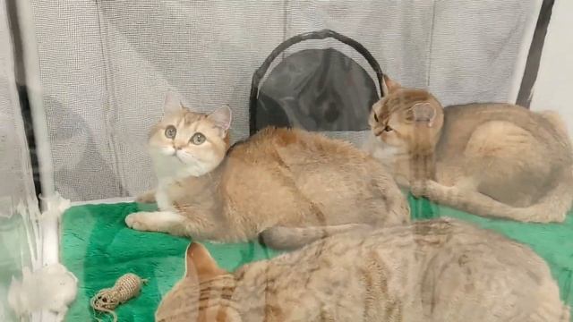 Кошко-дети. Москва, ВДНХ ,ТЦ "РМ" #Выставкакотят #Котята #Кошки #Выставка смотреть онлайн