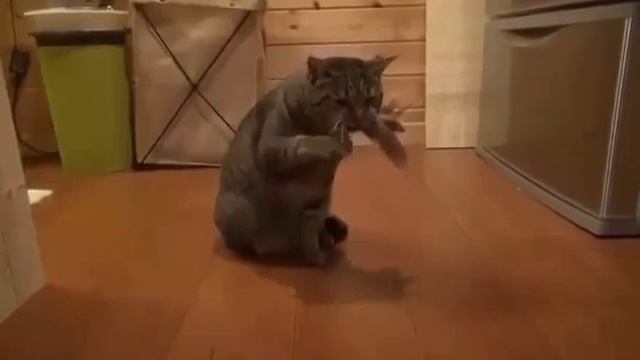 Кошка вдарила варган смотреть онлайн