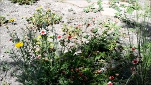 Лапчатка Непальская. Цветение лапчатки мисс Вильмонт