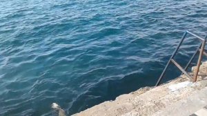 ШОК!!! АКУЛА ПОЕДАЕТ ЛЮДЕЙ В ЧЕРНОМ МОРЕ