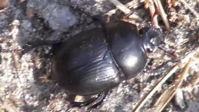 Просто жук БУКАШКА!@ смотреть онлайн