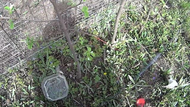 Прививка груши прививочными секаторами весна 2023 волгоградская область смотреть онлайн