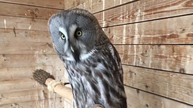 Совы после Нового Года